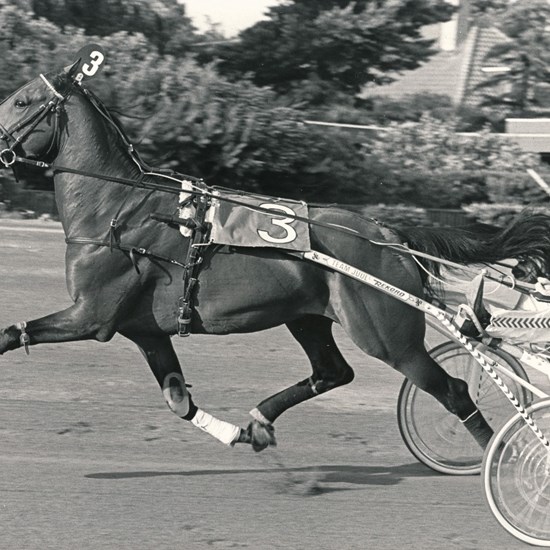 Granit Bangsbo med træner Steen Juul i sulkyen. (Foto: Burt Seeger)